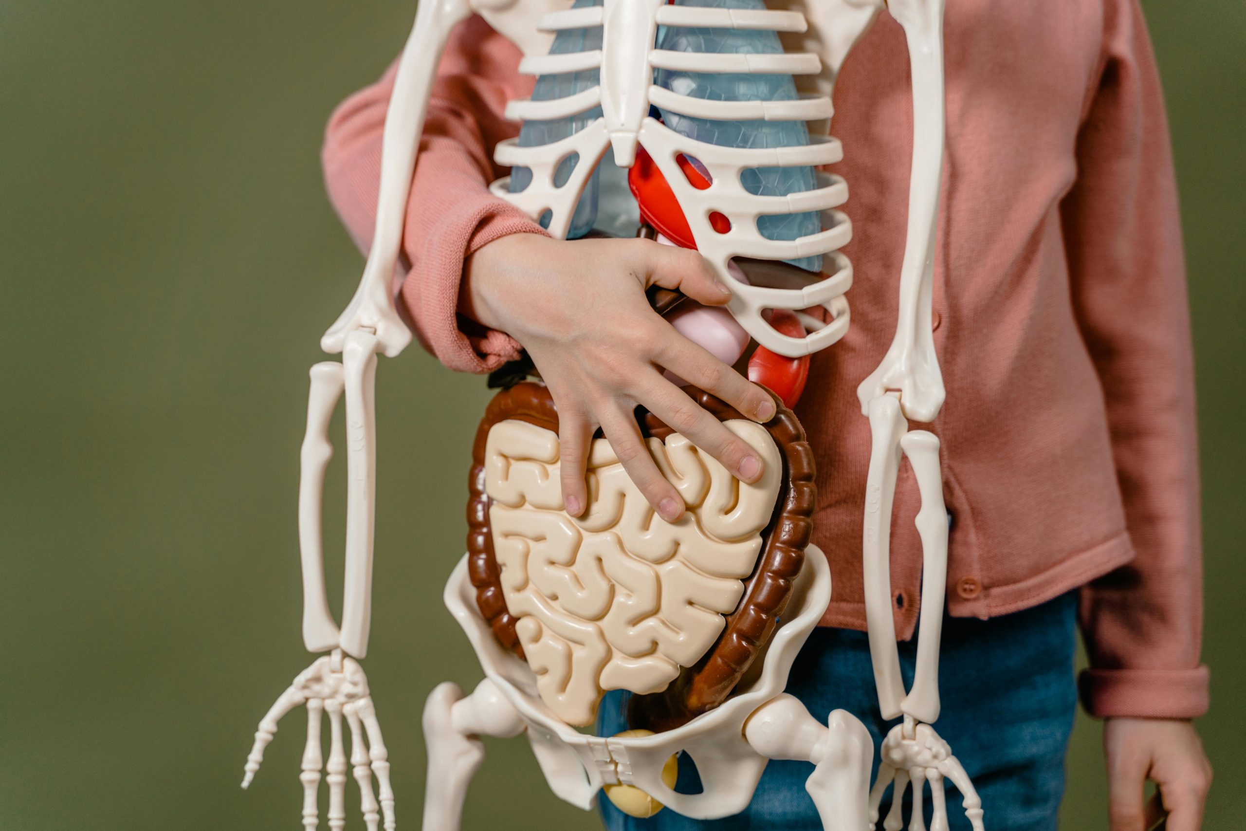 Child learning anatomy using a human skeleton model with organs.